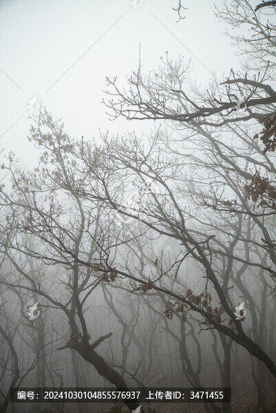 樹(shù)枝天空