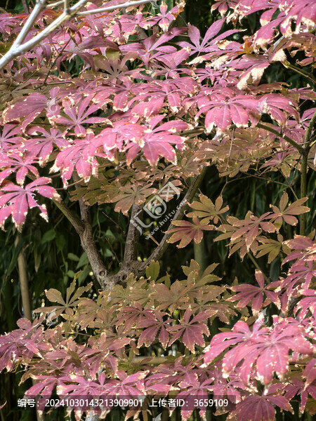 紅色楓葉