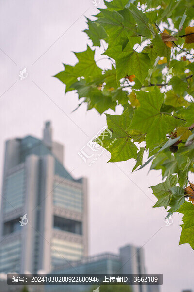 北京慶豐公園清晨的秋色