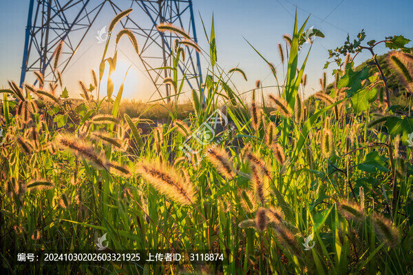狗尾巴草日落逆光環(huán)境