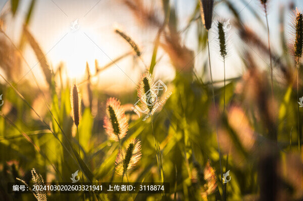 狗尾巴草