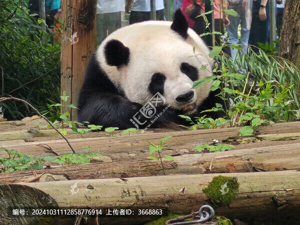 可愛的小熊貓