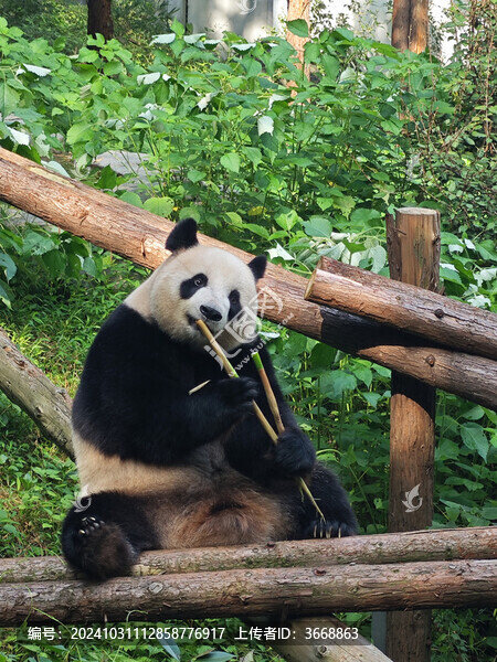 可愛的大熊貓