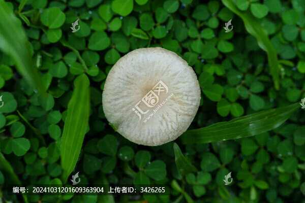 草地上的白色蘑菇