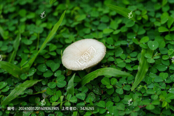 草地上的白色蘑菇