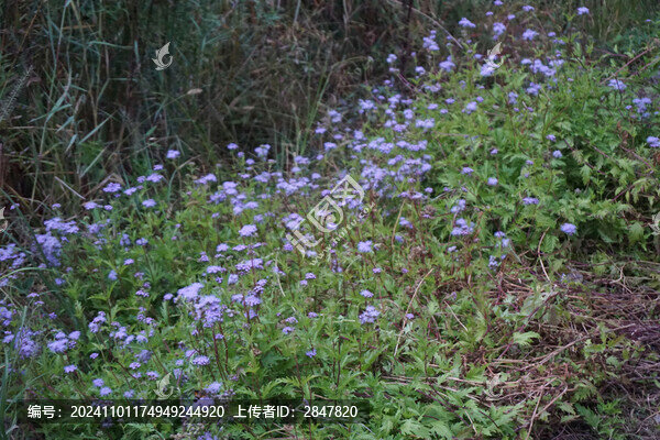 濟(jì)南森林公園