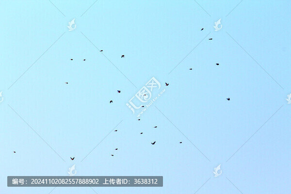 天空鳥群