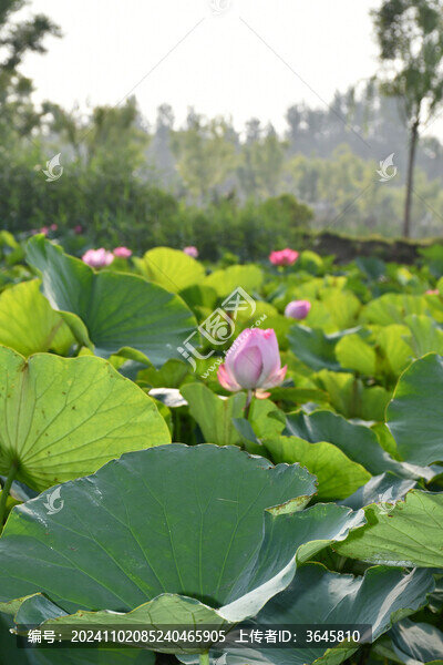 荷花