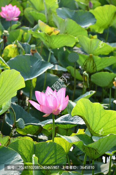 荷花