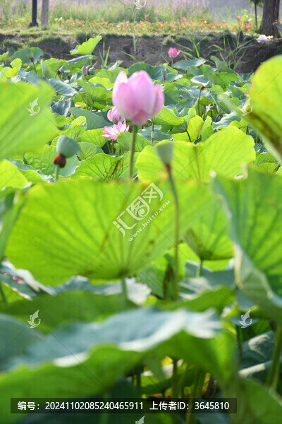 荷花
