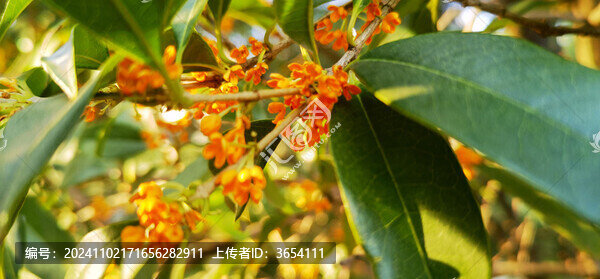 桂花