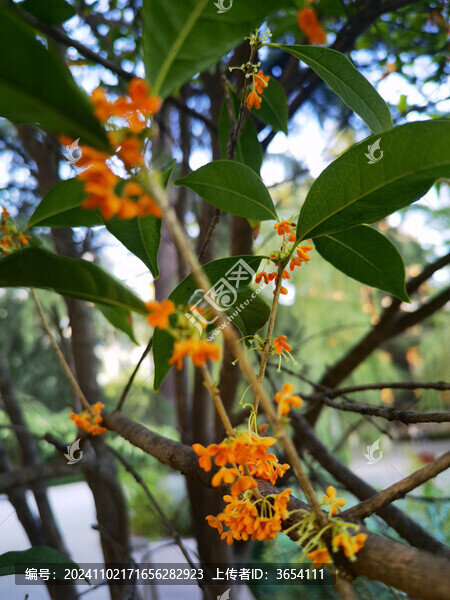 桂花