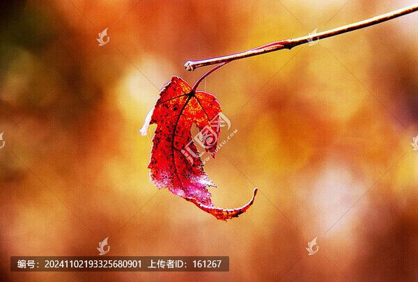 紅葉