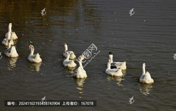 農(nóng)家鵝