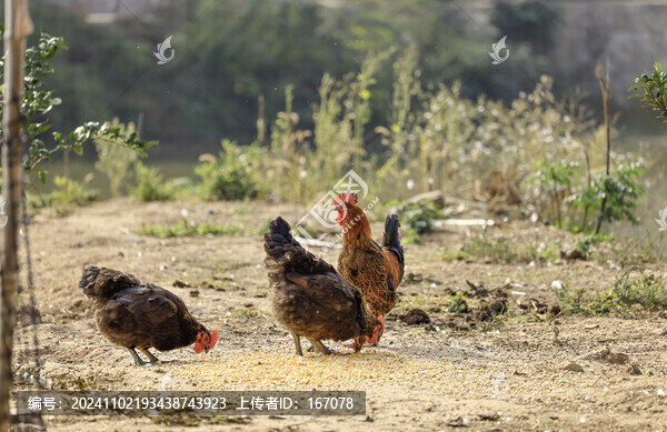 散養(yǎng)雞