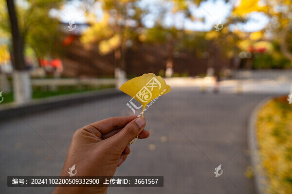北疆秋天的銀杏葉