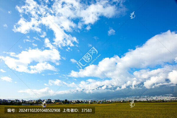 稻田