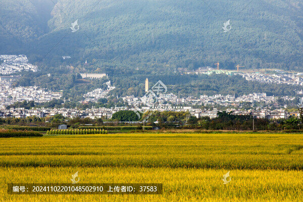 稻田