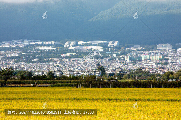 稻田
