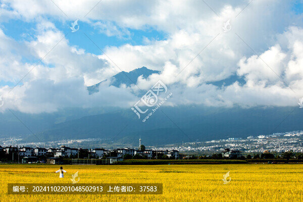 稻田