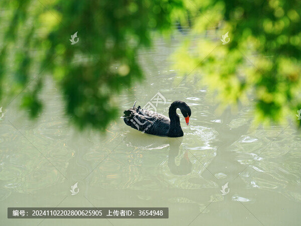 虎丘一榭園黑天鵝