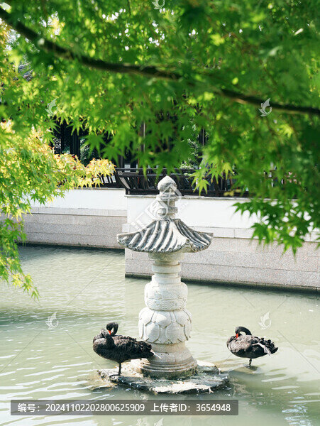 虎丘一榭園黑天鵝