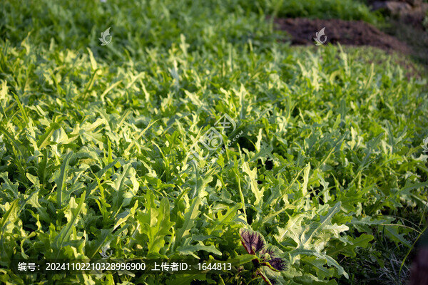 油麥菜