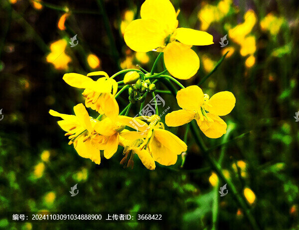 油菜花