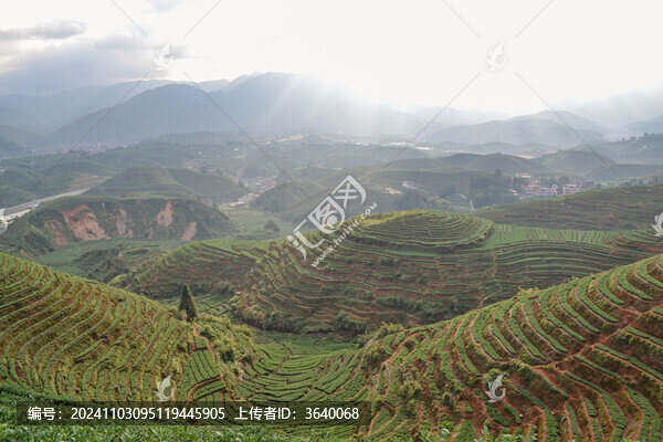 感德鎮(zhèn)槐植村茶山風(fēng)景