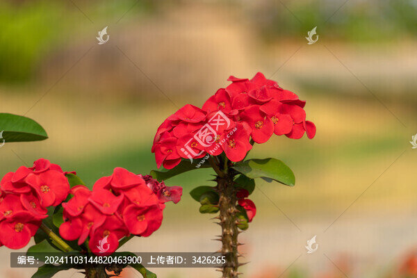 火紅的沙漠玫瑰