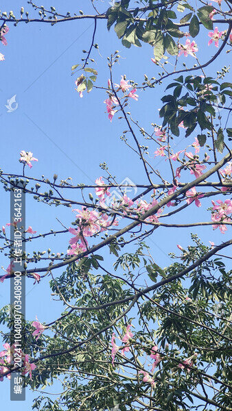 粉色紫荊花