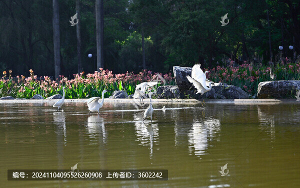 清晨陽(yáng)光下展翅飛翔的白鷺