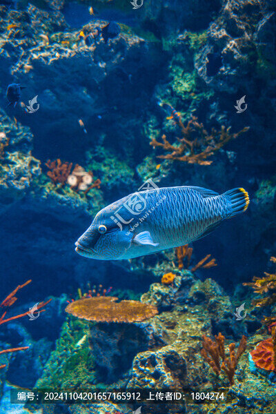 熱帶魚