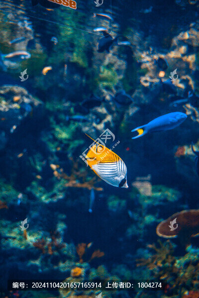 熱帶魚