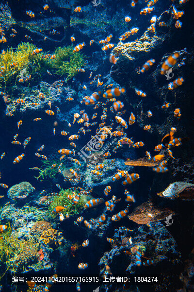 熱帶魚