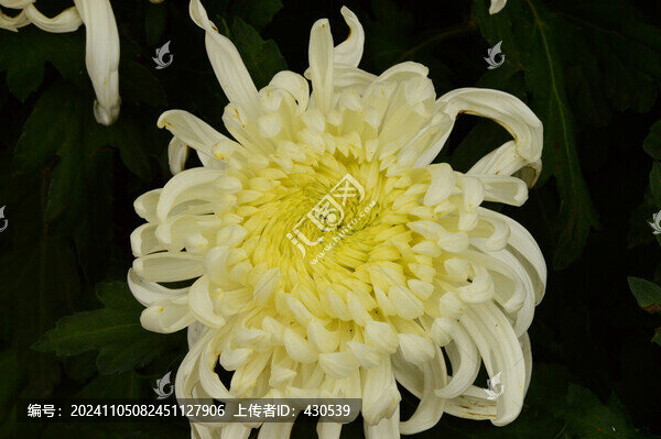 白色菊花