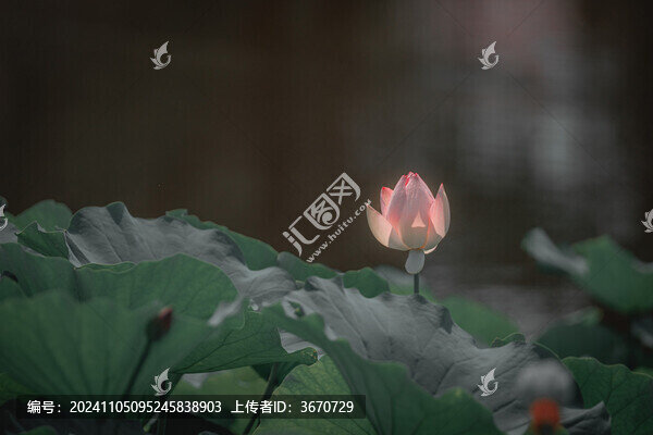 荷花