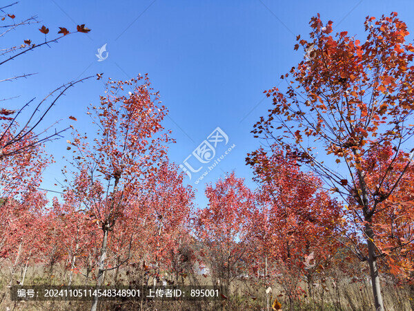 紅楓林