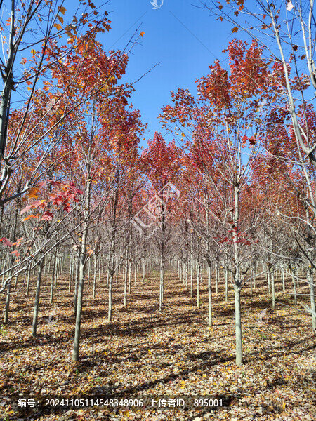 紅楓林