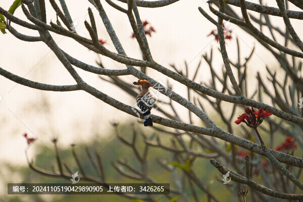 樹上的馬島戴勝鳥