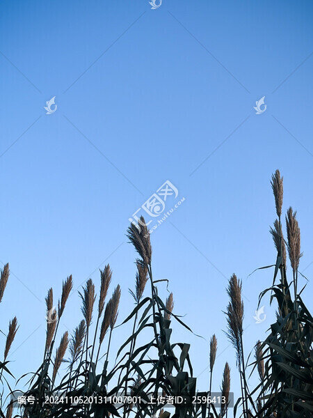 蘆葦花