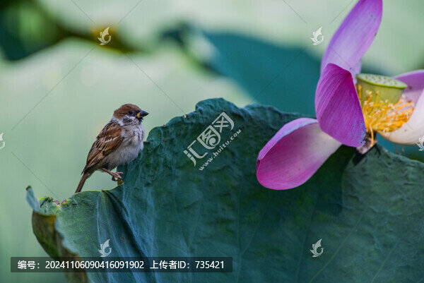 麻雀