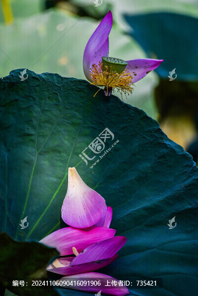 荷花