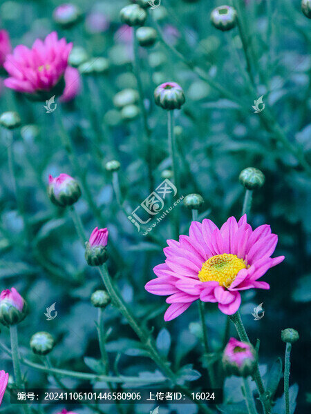 清新粉色小菊花