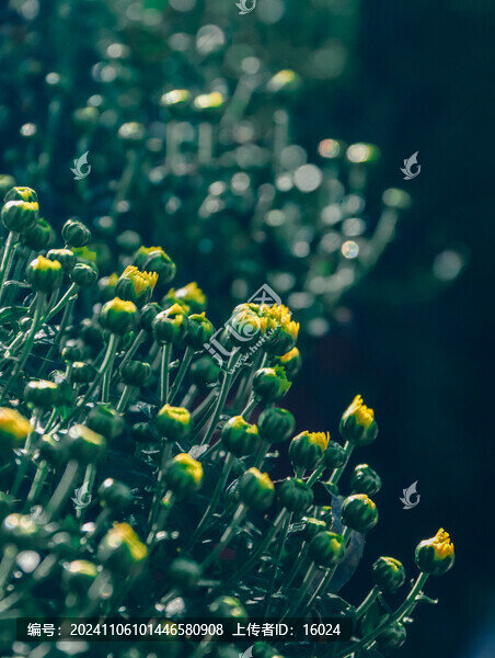 清新爛漫小菊花