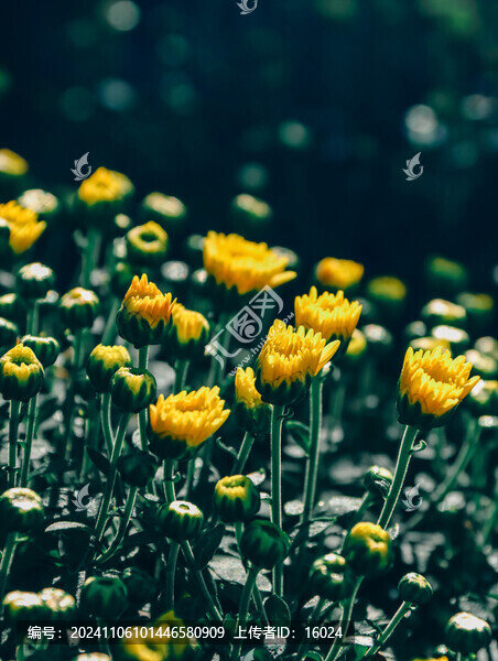 清新護(hù)眼小菊花