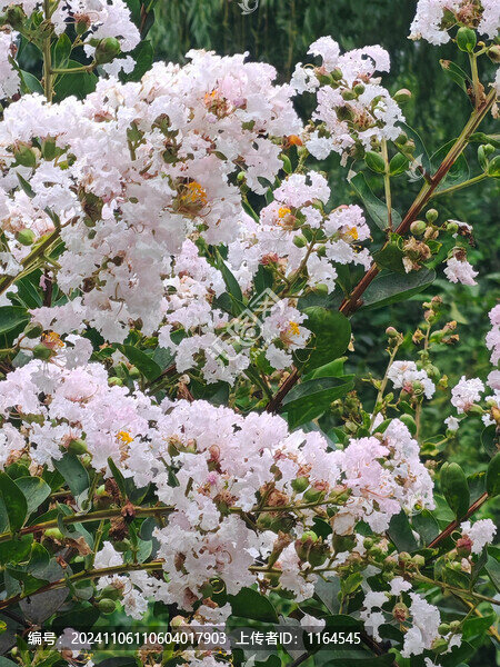 紫薇花