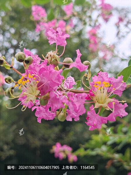 紫薇花
