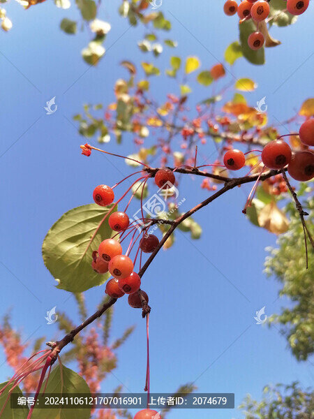 枝頭小紅果