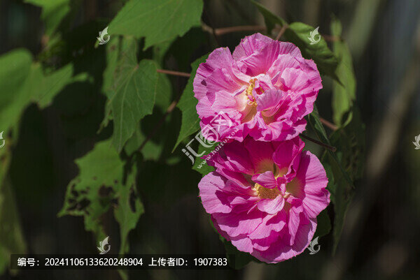 芙蓉花